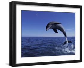 Bottlenose Dolphin Leaping, Bahamas-John Downer-Framed Photographic Print