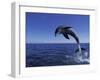 Bottlenose Dolphin Leaping, Bahamas-John Downer-Framed Photographic Print