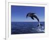 Bottlenose Dolphin Leaping, Bahamas-John Downer-Framed Photographic Print