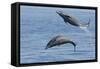 Bottlenose Dolphin Leaping-null-Framed Stretched Canvas