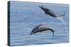 Bottlenose Dolphin Leaping-null-Stretched Canvas