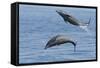 Bottlenose Dolphin Leaping-null-Framed Stretched Canvas