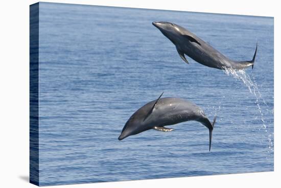 Bottlenose Dolphin Leaping-null-Stretched Canvas