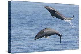 Bottlenose Dolphin Leaping-null-Stretched Canvas