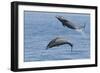 Bottlenose Dolphin Leaping-null-Framed Photographic Print