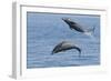 Bottlenose Dolphin Leaping-null-Framed Photographic Print