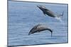 Bottlenose Dolphin Leaping-null-Mounted Photographic Print