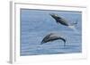 Bottlenose Dolphin Leaping-null-Framed Photographic Print