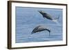 Bottlenose Dolphin Leaping-null-Framed Photographic Print