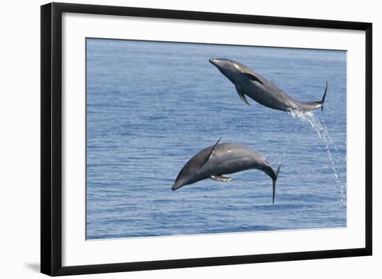 Bottlenose Dolphin Leaping-null-Framed Photographic Print