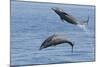 Bottlenose Dolphin Leaping-null-Mounted Photographic Print