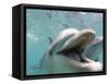 Bottlenose Dolphin Opening Mouth-Stuart Westmorland-Framed Stretched Canvas