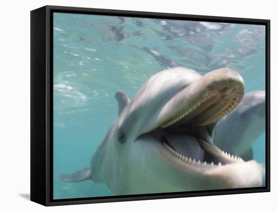 Bottlenose Dolphin Opening Mouth-Stuart Westmorland-Framed Stretched Canvas