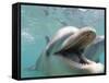 Bottlenose Dolphin Opening Mouth-Stuart Westmorland-Framed Stretched Canvas