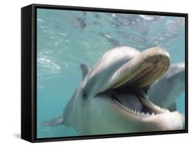 Bottlenose Dolphin Opening Mouth-Stuart Westmorland-Framed Stretched Canvas