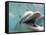 Bottlenose Dolphin Opening Mouth-Stuart Westmorland-Framed Stretched Canvas