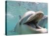 Bottlenose Dolphin Opening Mouth-Stuart Westmorland-Stretched Canvas