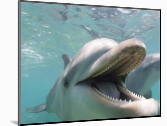 Bottlenose Dolphin Opening Mouth-Stuart Westmorland-Mounted Photographic Print