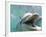 Bottlenose Dolphin Opening Mouth-Stuart Westmorland-Framed Photographic Print