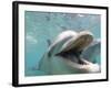 Bottlenose Dolphin Opening Mouth-Stuart Westmorland-Framed Photographic Print