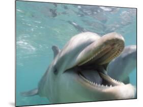 Bottlenose Dolphin Opening Mouth-Stuart Westmorland-Mounted Photographic Print