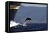 Bottlenose Dolphin Playing-null-Framed Stretched Canvas