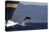 Bottlenose Dolphin Playing-null-Stretched Canvas
