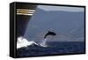 Bottlenose Dolphin Playing-null-Framed Stretched Canvas