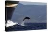 Bottlenose Dolphin Playing-null-Stretched Canvas