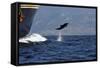 Bottlenose Dolphin Playing-null-Framed Stretched Canvas