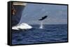 Bottlenose Dolphin Playing-null-Framed Stretched Canvas