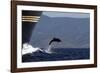 Bottlenose Dolphin Playing-null-Framed Photographic Print