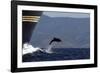 Bottlenose Dolphin Playing-null-Framed Photographic Print