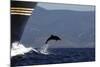 Bottlenose Dolphin Playing-null-Mounted Photographic Print