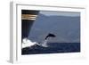 Bottlenose Dolphin Playing-null-Framed Photographic Print