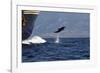 Bottlenose Dolphin Playing-null-Framed Photographic Print