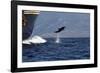 Bottlenose Dolphin Playing-null-Framed Photographic Print