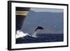 Bottlenose Dolphin Playing-null-Framed Photographic Print