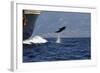 Bottlenose Dolphin Playing-null-Framed Photographic Print