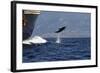 Bottlenose Dolphin Playing-null-Framed Photographic Print
