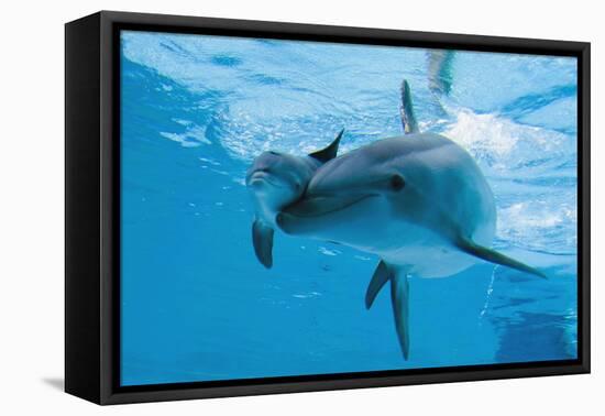 Bottlenose Dolphin Recently Born Calf Swims with Mother-Augusto Leandro Stanzani-Framed Stretched Canvas