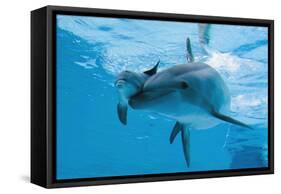 Bottlenose Dolphin Recently Born Calf Swims with Mother-Augusto Leandro Stanzani-Framed Stretched Canvas