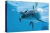 Bottlenose Dolphin Recently Born Calf Swims with Mother-Augusto Leandro Stanzani-Stretched Canvas