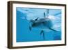 Bottlenose Dolphin Recently Born Calf Swims with Mother-Augusto Leandro Stanzani-Framed Photographic Print