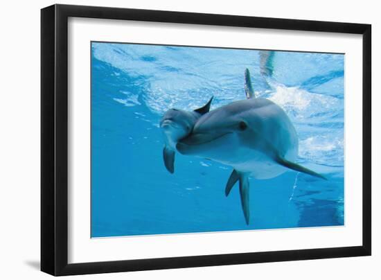 Bottlenose Dolphin Recently Born Calf Swims with Mother-Augusto Leandro Stanzani-Framed Photographic Print