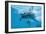 Bottlenose Dolphin Recently Born Calf Swims with Mother-Augusto Leandro Stanzani-Framed Photographic Print