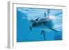 Bottlenose Dolphin Recently Born Calf Swims with Mother-Augusto Leandro Stanzani-Framed Photographic Print