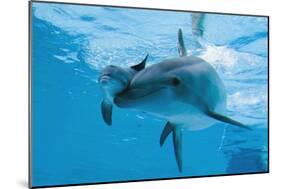 Bottlenose Dolphin Recently Born Calf Swims with Mother-Augusto Leandro Stanzani-Mounted Photographic Print