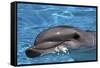 Bottlenose Dolphin Resting at Surface-Augusto Leandro Stanzani-Framed Stretched Canvas