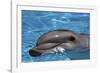 Bottlenose Dolphin Resting at Surface-Augusto Leandro Stanzani-Framed Photographic Print